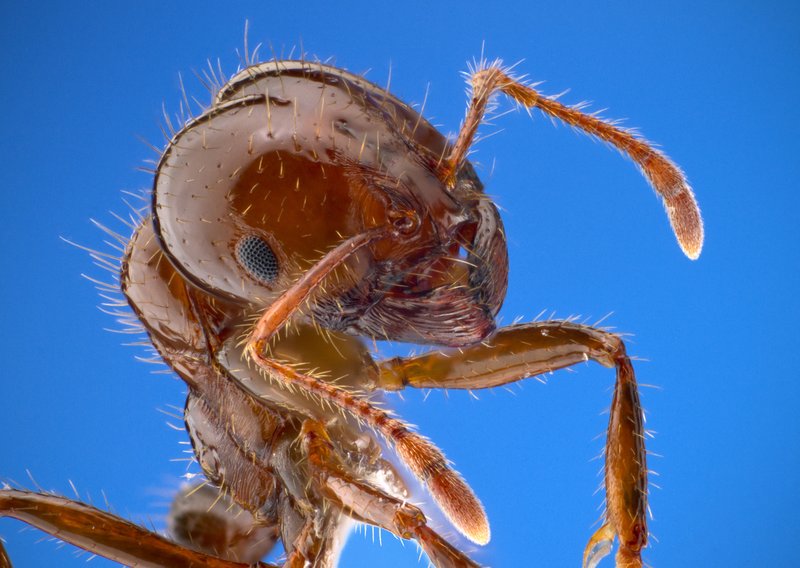Red imported fire ant worker