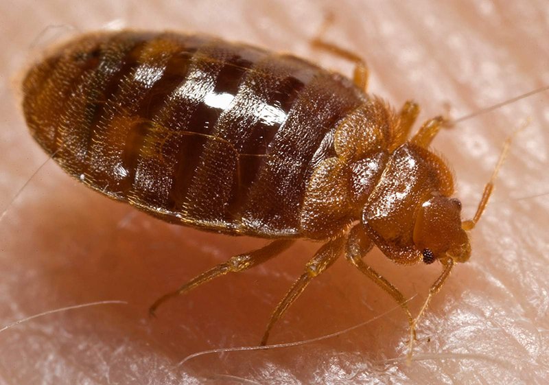 Adult Cimex lectularius bed bug showing oval flattened brown body