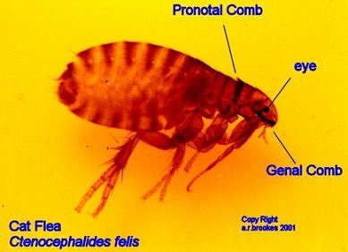 Adult flea lateral view showing compressed body and hind jumping legs