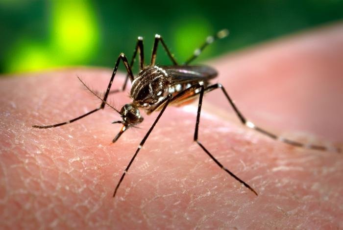 Aedes aegypti mosquito perched on human skin