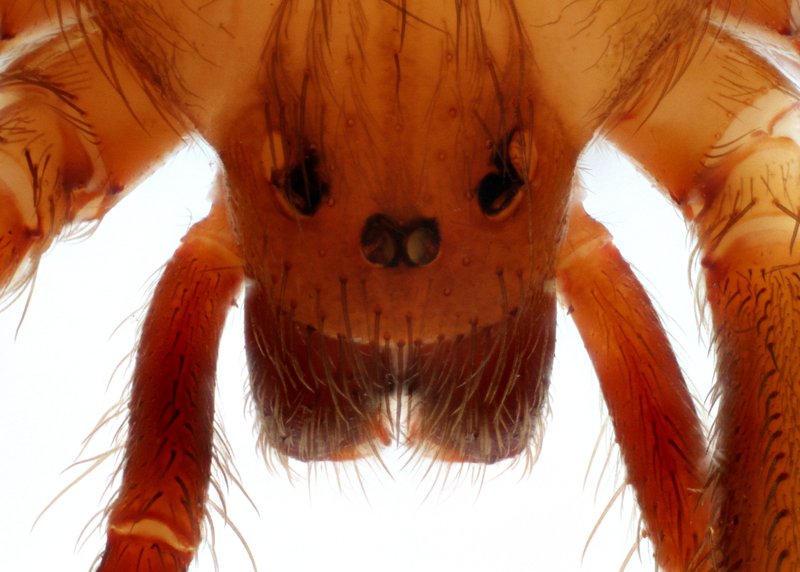 Brown recluse spider with characteristic dark violin marking