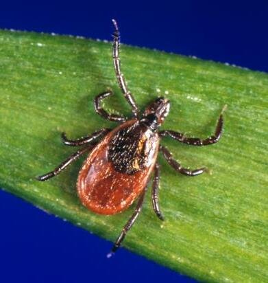 Blacklegged deer tick adult female